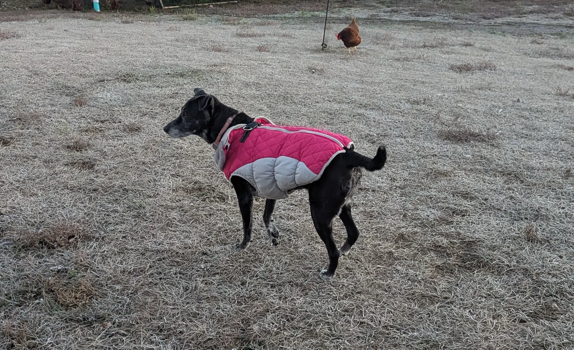Shadow with her fashionable coat on
