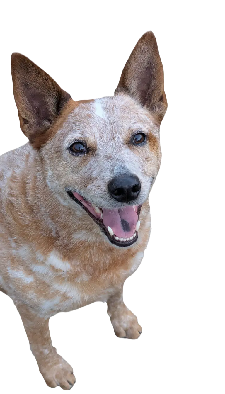 Patches
