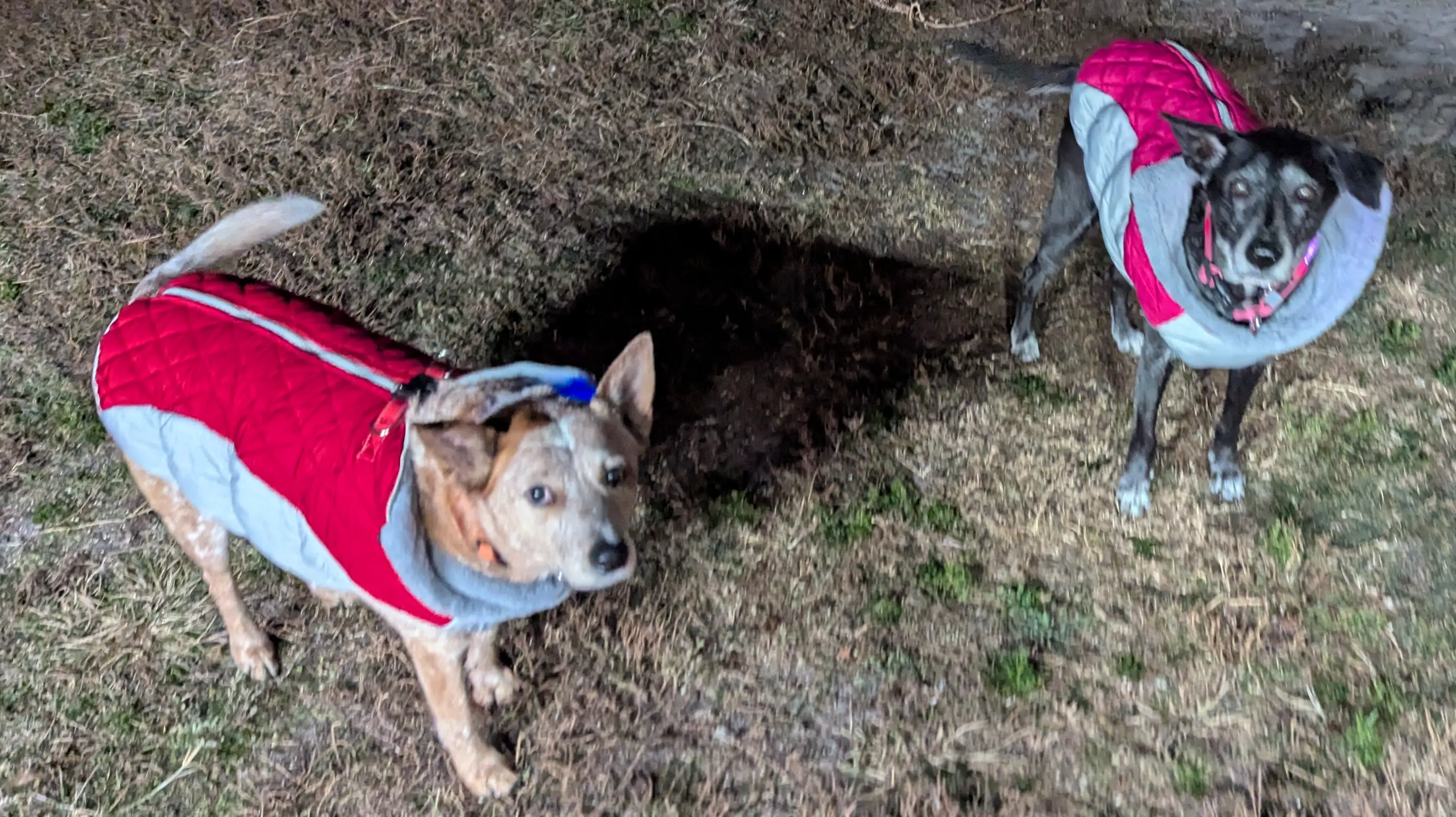 Patches and Shadow with their coats on