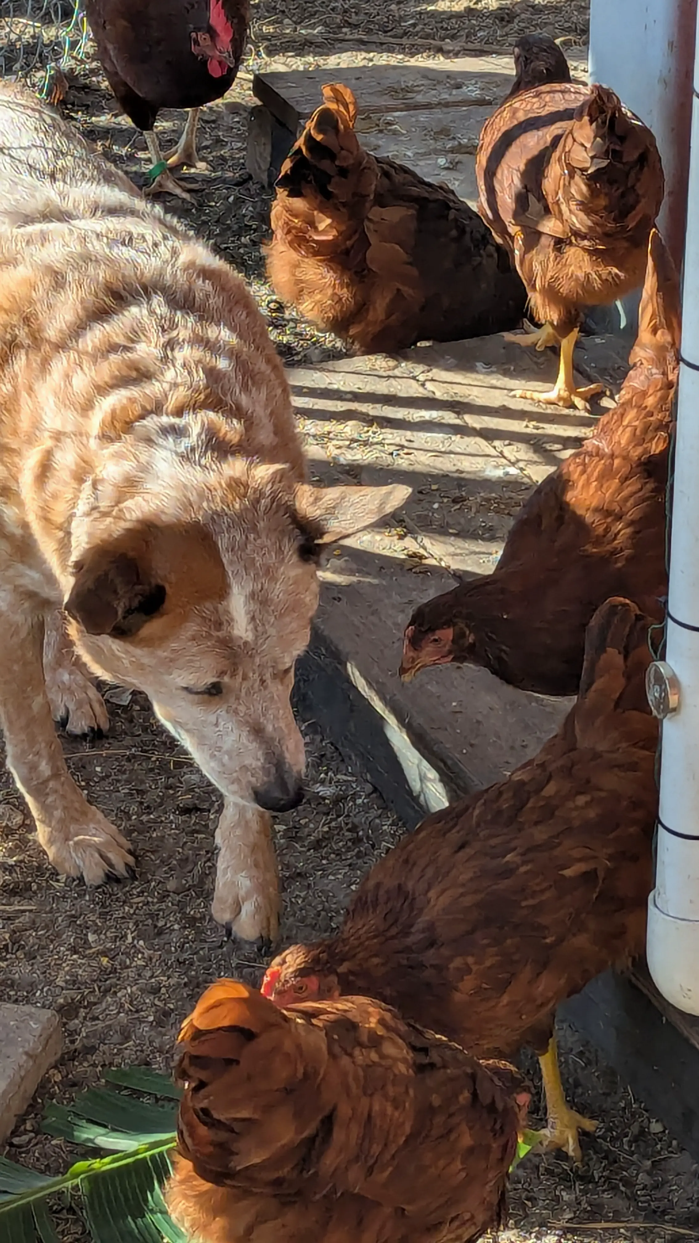 Patches with her Rhode Island Red Chickens (About 12 weeks old)