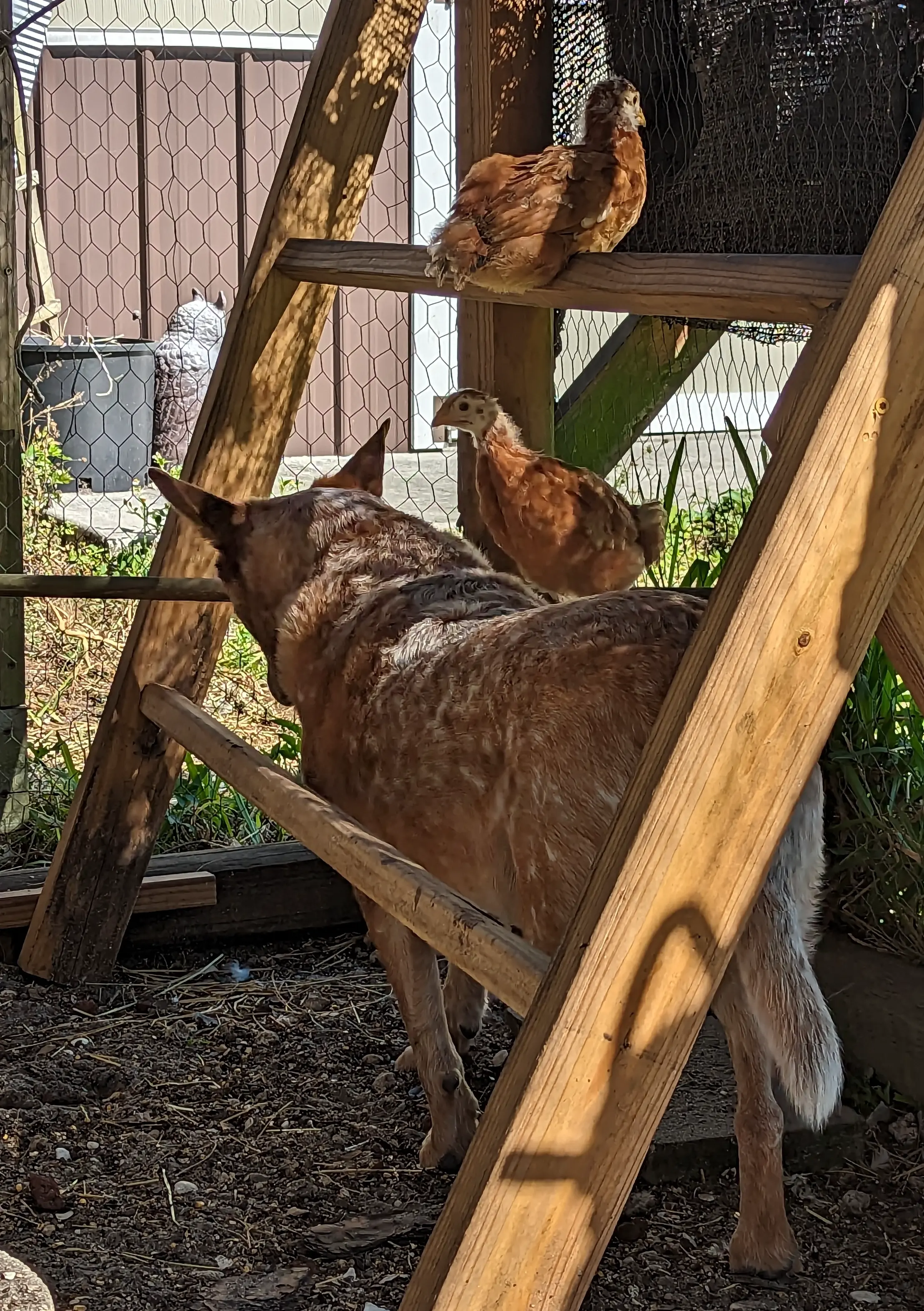 Patches takes chicken for a walk around the run