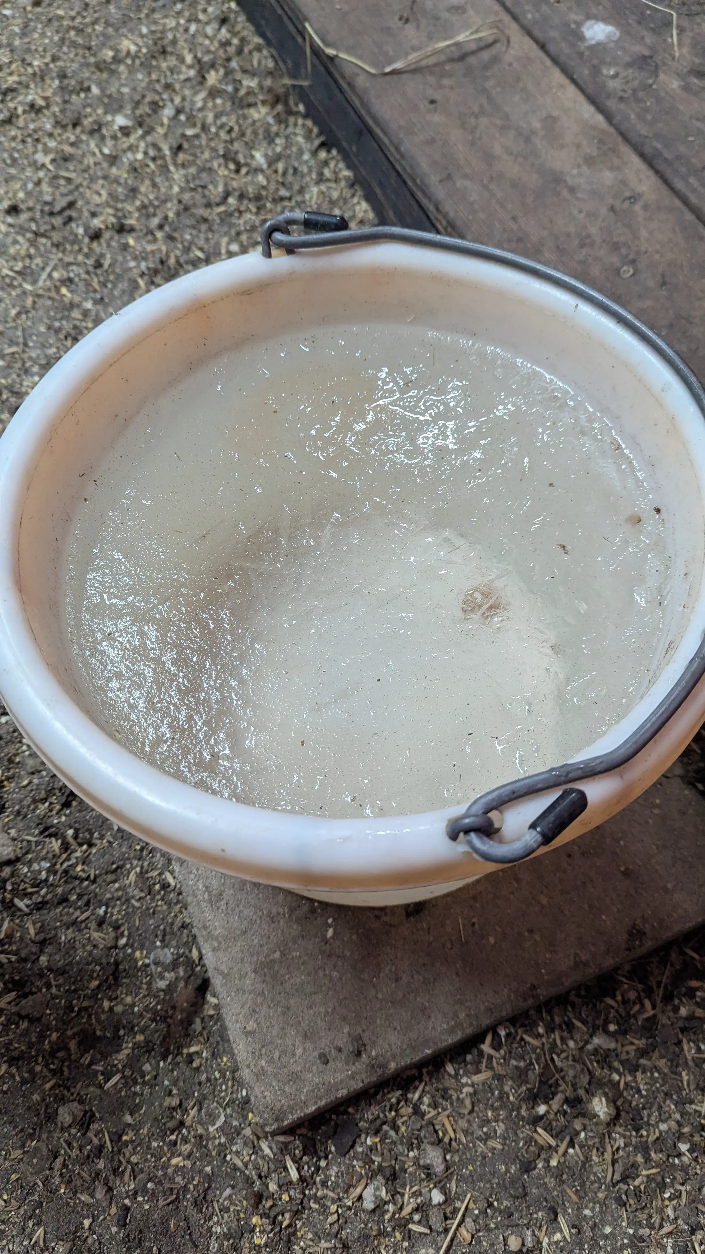 Frozen bucket of water for the chickens