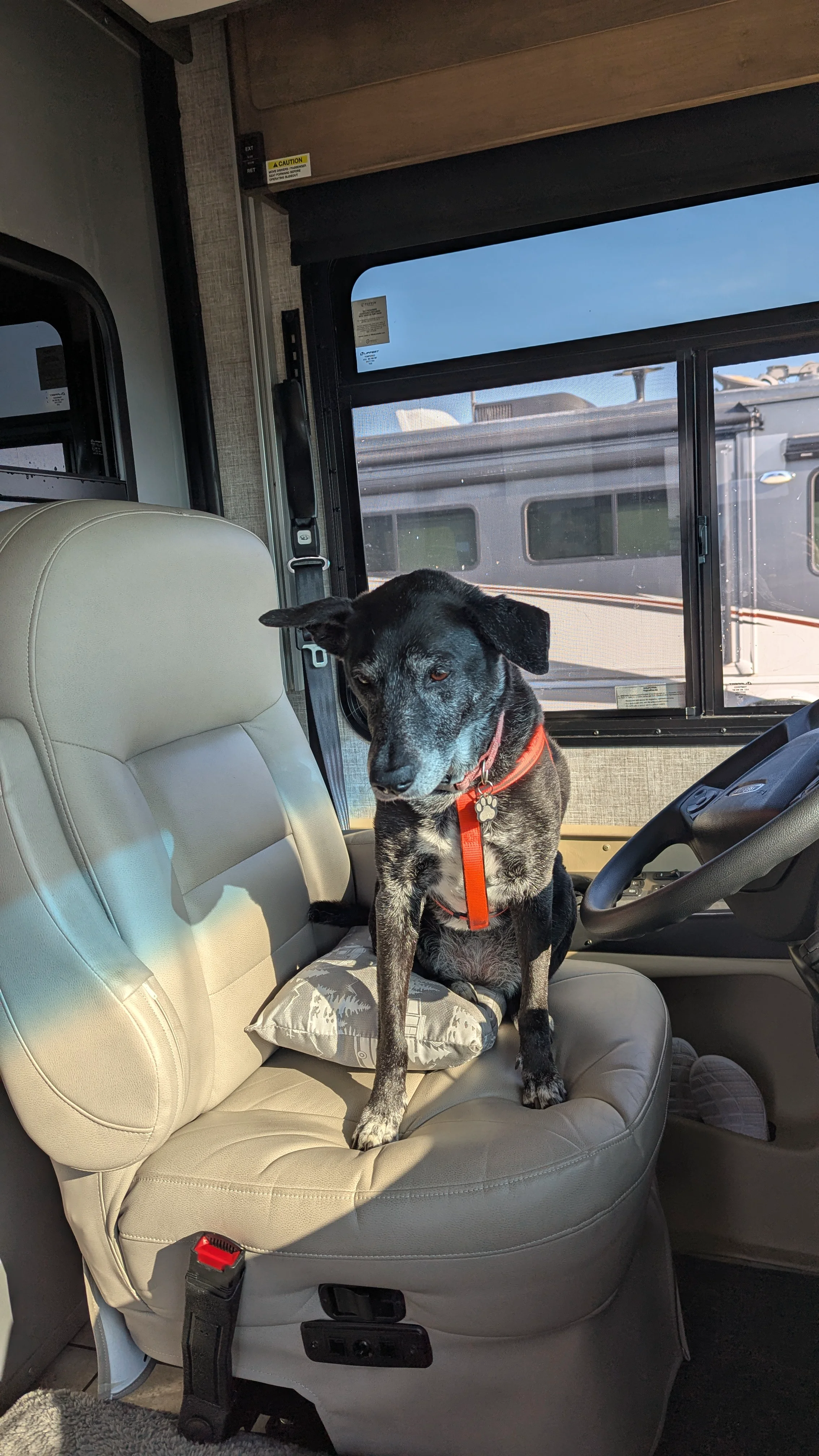 Shadow sitting in the driver's seat waiting