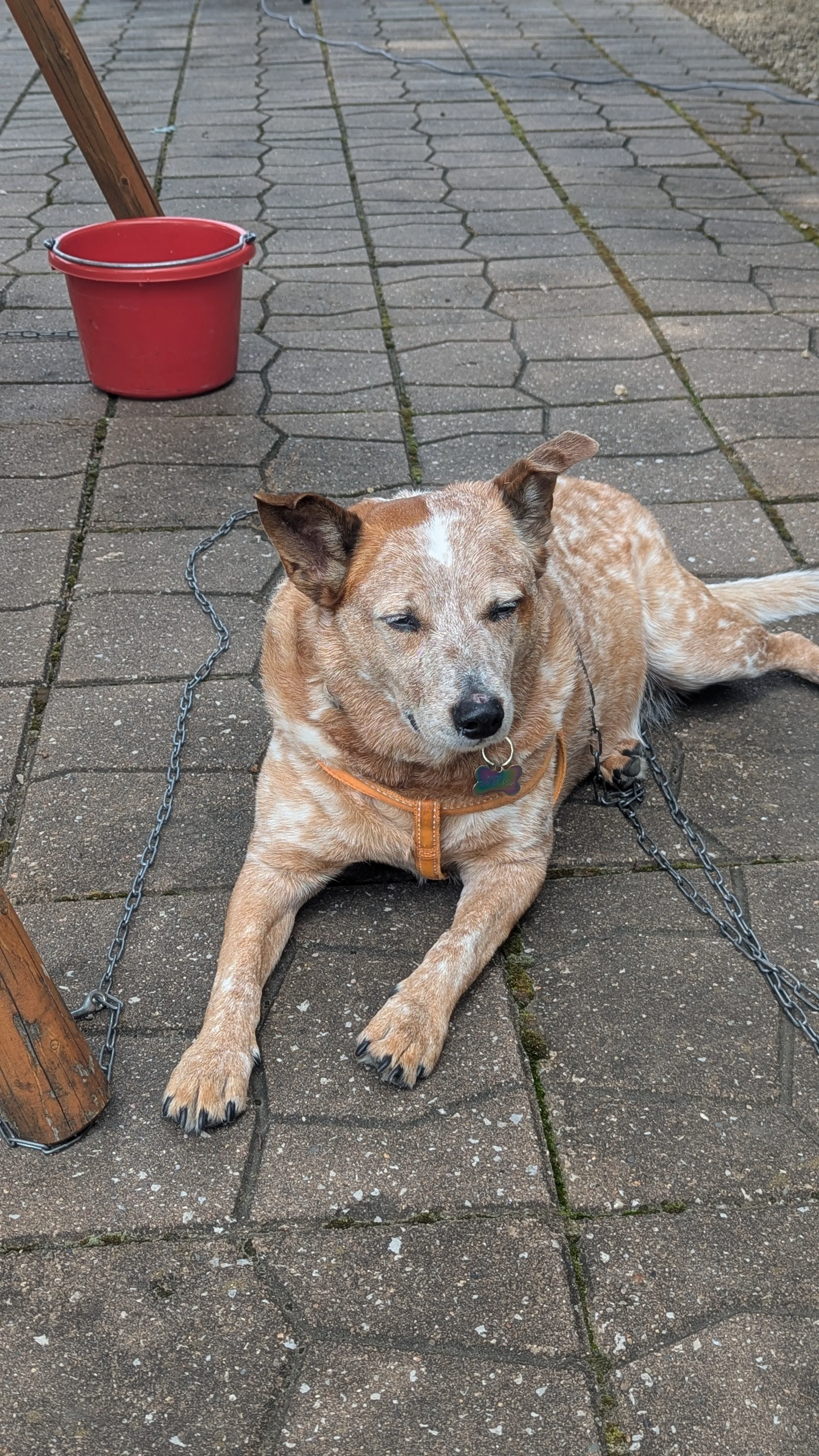 Patches on guard duty
