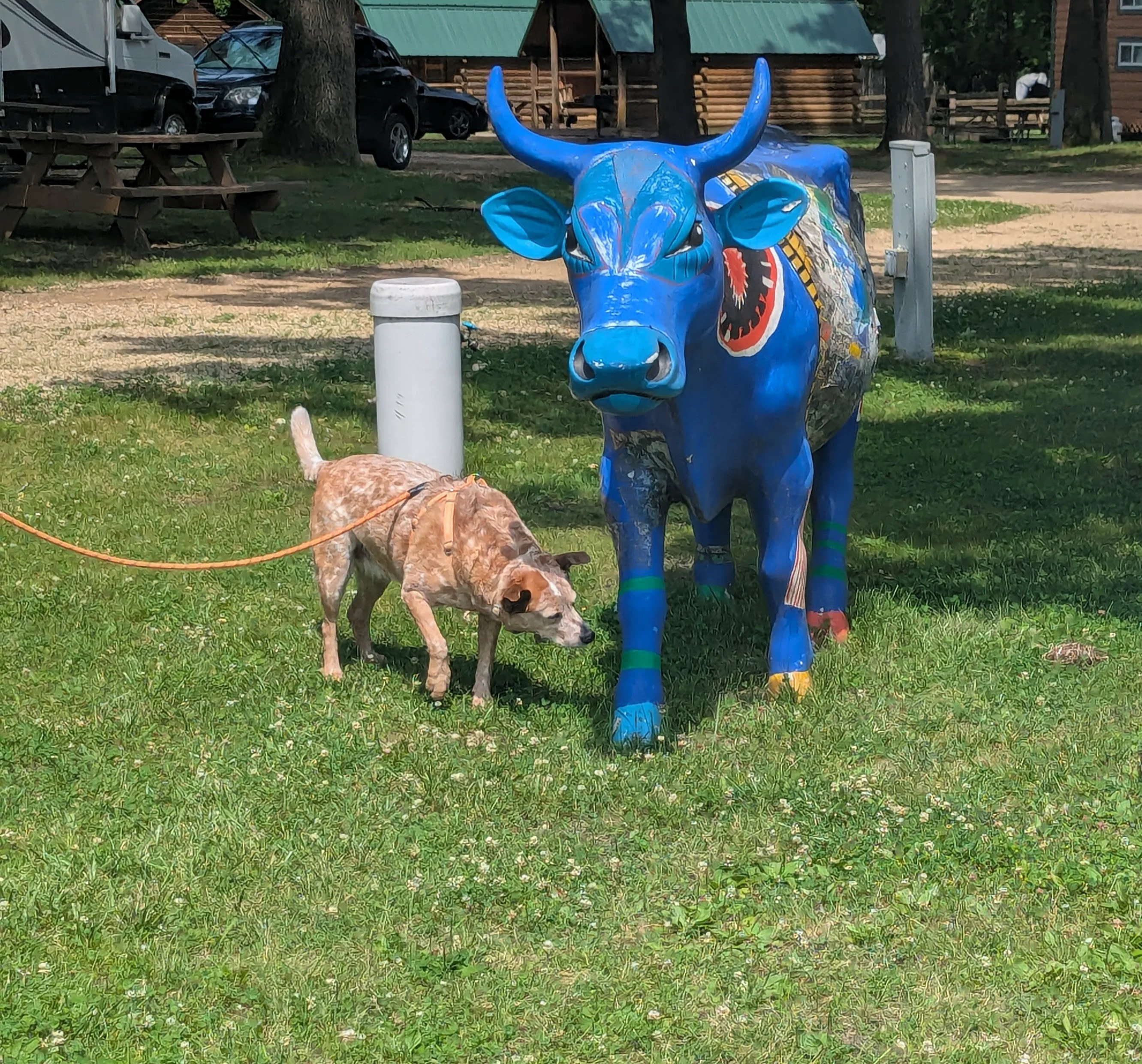 Patches checks out the blue bull