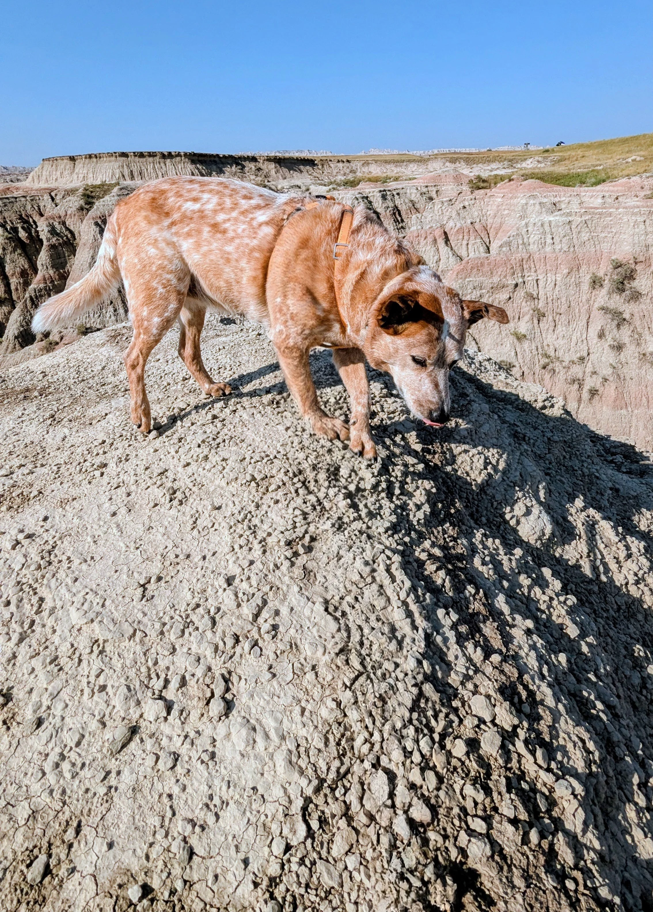 Patches at Badlands National Park