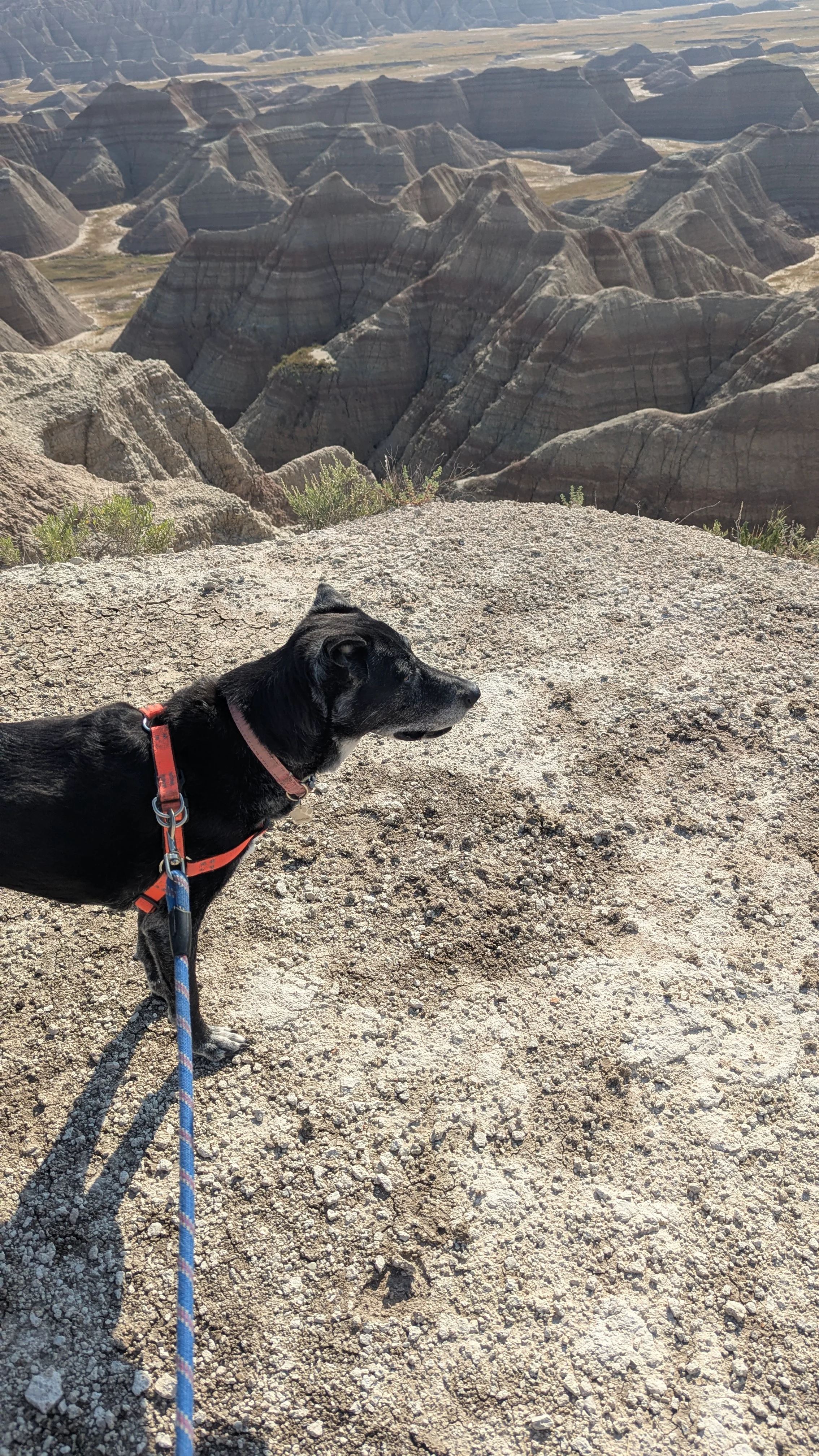 Shadow in awe at Badlands National Park