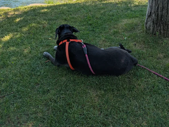 Shadow napping at Mont Du Lac