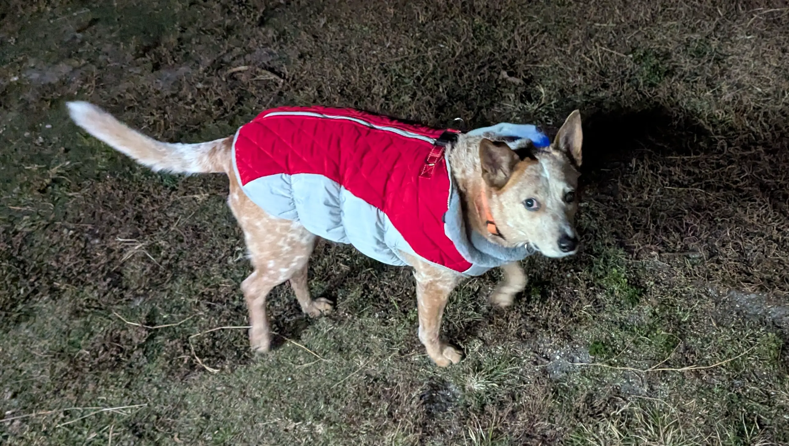 Patches on patrol with her unwanted coat on